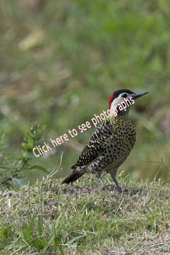 Click here to see photographs of the Green-barred Woodpecker